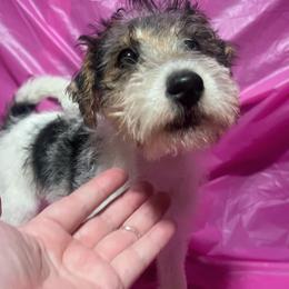 Poppy - White black and tan female Wire Fox Terrier puppy in Ennis, Texas from Syrayed Farm