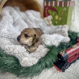 Ermes - Red Dachshund puppy in Comer, Georgia from Southern Drawl Dachshunds