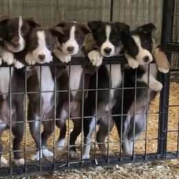 Border Collie and Pembroke Welsh Corgi Puppies from Whisenhunt Farms
