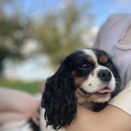 Maya - Cavalier King Charles Spaniel