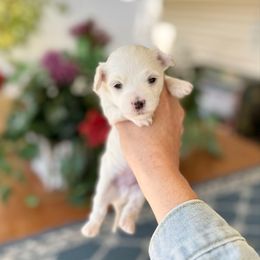 Snowball - White male Maltipoo puppy in West Jordan, Utah from Gem Puppies of Utah