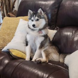 Mochi - Pomsky