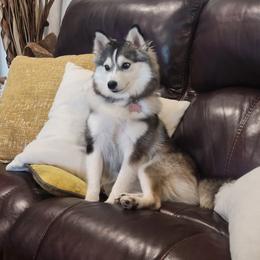 Mochi - Pomsky