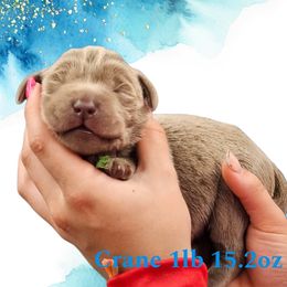 Crane - Silver male Dilute Retriever puppy in Sidney, Nebraska from Nebraska Strong Labradors