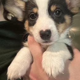 Vixen - Black and tan female Pembroke Welsh Corgi puppy in Orangevale, California from Corgis of the Heart