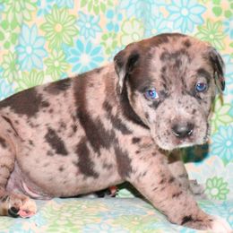 Beau - Red merle male Catahoula Leopard Dog puppy in Potsdam, New York from Spot On Catahoula Leopard Dogs