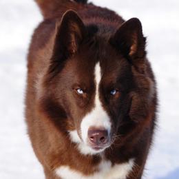 Reyna - Siberian Husky
