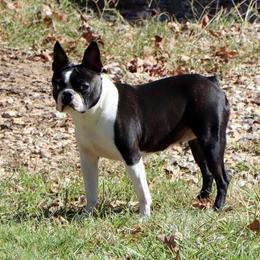 Harper - Boston Terrier