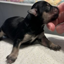 Male 2 - Black & tan tri-color male Maltipoo puppy in Sacramento, California from Honeys Maltipoo’s
