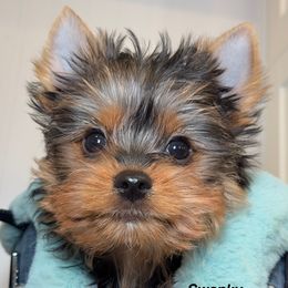 Swanky - Black and gold male Yorkshire Terrier puppy in Danielsville, Georgia from Donnas DiamondZ