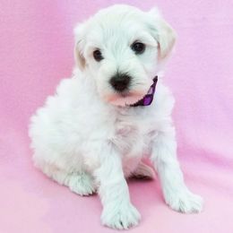Miniature Schnauzer Puppies from Great Basin Miniature Schnauzers