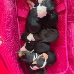 Male 5 - Black tri-color male Assorted Doodle Crosses puppy in Mouth Of Wilson, Virginia from Holly Ridge Aussies, Aussiedoodles & Corgis