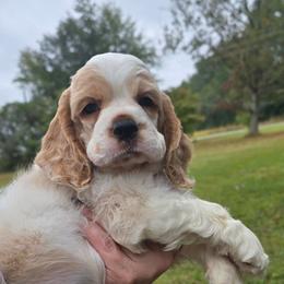 Captain - Red and white male Cocker Spaniel puppy in Florence, South Carolina from Reddick's American Cocker Spaniels