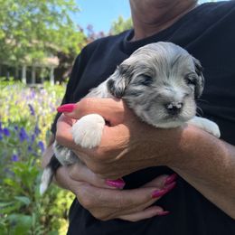 Dustin - Aussiedoodle puppy in Columbus, Ohio from FamilyOodles
