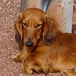 Jax - Dachshund