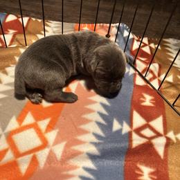 Boy 1 - Gray male Cane Corso puppy in New York from Ironside Cane Corso