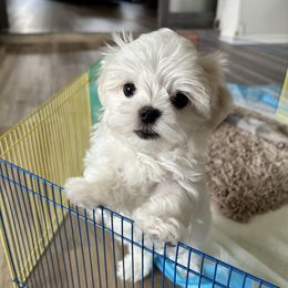 Boy 1 - White male Maltese puppy in Ocala, Florida from Hummingbird Fields