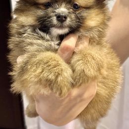 Pomeranian Puppies from Pom Fam