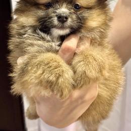 Pomeranian Puppies from Pom Fam