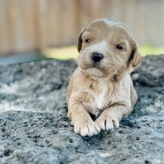 Ida1 (Idaho) - female Golden Mountain Doodle puppy in Twin Falls, Idaho from Magic Valley Family Doodles