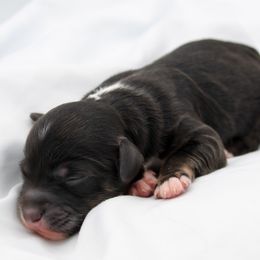 Harry - Black and tan male Havapoo puppy in Hendersonville, North Carolina from Grayfinn House