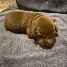 Roy - Chocolate male Labrador Retriever puppy in Carriere, Mississippi from Cajun Water Retrievers