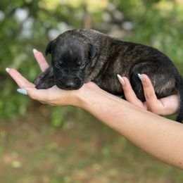 Blue collar - Black brindle male Dutch Shepherd puppy in Van Nuys, California from TriForce K9