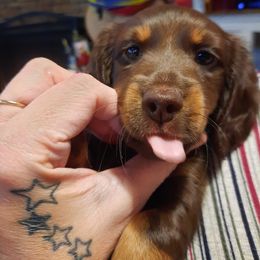 Dachshund Puppies from Long Dogs Yellow Farm