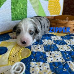 ZIPPER - Blue merle Miniature Australian Shepherd puppy in Elgin, Illinois from Beaman Aussie Pride
