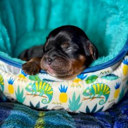 Blue Collar - Black and tan male Cavalier King Charles Spaniel puppy in Somerset, California from Cantina Labs and Cavs