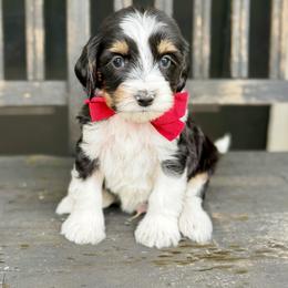 Garnet- orange collar - Tri-color male Bernedoodle puppy in Salt Lake County, Utah from Coco Avenue Pups