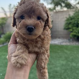 Nala - Red  female Poodle puppy in Lathrop, California from Jamilette Delatorre's Poodles