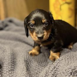 Scar-Green - Black and tan male Dachshund puppy in Surpise, Az Corona, Ca Hemet, Ca, Arizona from Over The Moon Dachshunds