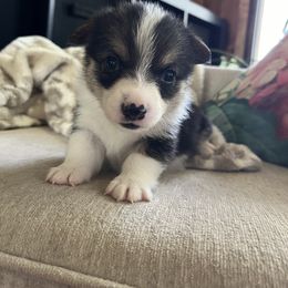 Daniel - Pembroke Welsh Corgi puppy from My Shepherd’s Dream Farm Corgis