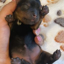 Girl 1 - Yorkshire Terrier puppy in Washington from Yorkiecharm