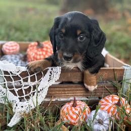 Frank - Black and tan male Dachshund puppy in Nashville, Arkansas from Whisenhunt Farms