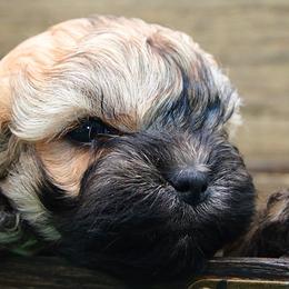 KARHU - Fawn male Russian Tsvetnaya Bolonka puppy in West Plains, Missouri from Must Be Frenchies & Crown Of Curls Bolonka