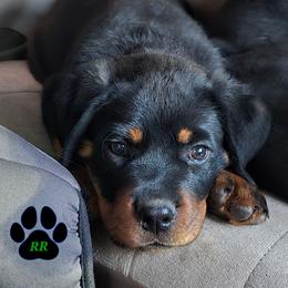 Pulan - Black and mahogany female Rottweiler puppy in Tangent, Oregon from Raya's Royals