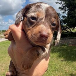 Split face 3000.00 - Chocolate and tan female Dachshund puppy in De Soto County, Florida from Countridox Dachshunds