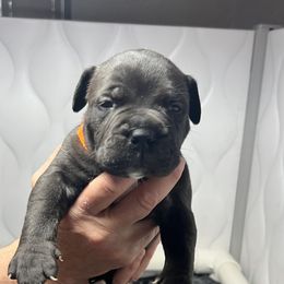 Bullmastiff Puppies from Fernandes’ Guardians Bullmastiff