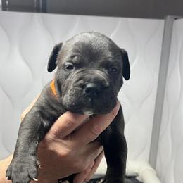 Bullmastiff Puppies from Fernandes’ Guardians Bullmastiff
