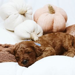 Chestnut - Red  male Goldendoodle puppy in Georgia from Mother of Golden Doodles
