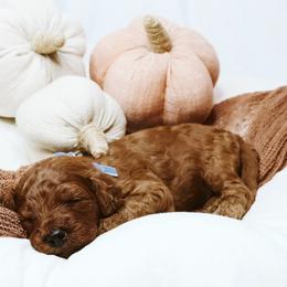Chestnut - Red  male Goldendoodle puppy in Georgia from Mother of Golden Doodles