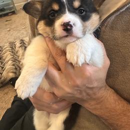 Franky - Black and tan male Pembroke Welsh Corgi puppy in Onalaska, Washington from Shoestring Valley Corgis