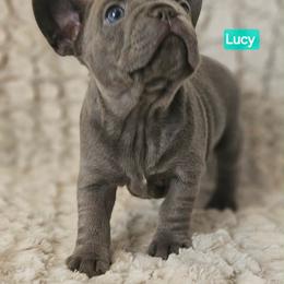 Lucy - Tricolors female French Bulldog puppy in Neosho, Missouri from K2S Frenchies