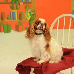 English Toy Spaniels from Joyce's English Toy Spaniels