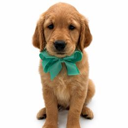 Daisy - Dark golden female Golden Retriever puppy in Chicago, Illinois from Urbane Retrievers
