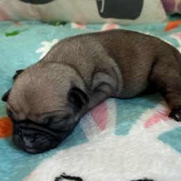 Shaggy - Fawn male Pug puppy in Hanover, Virginia from Pure Pugs