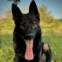 Vessel - German Shepherd