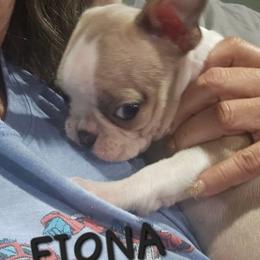 Fiona  Girl 1.(1st born) - Blue female Boston Terrier puppy in Versailles, Indiana from Benhams Bostons